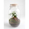 Terrarium bocal couvercle bois 3l Ficus Ginseng