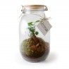 Terrarium bocal couvercle bois 3l Ficus Ginseng