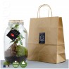 Terrarium bocal couvercle bois 3l Ficus Ginseng