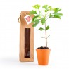 Petit plant de ginkgo biloba en pot terre et sac prestige Kraft brun