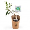 Plant d'olivier en pot carton