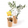 Plant d'olivier en pot carton