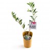 Plant d'olivier en pot carton