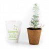 Petit plant de pin en pot biodégradable