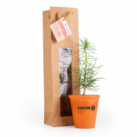 Petit plant de pin en pot terre et sac kraft brun