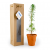 Petit plant de pin en pot terre et sac kraft brun