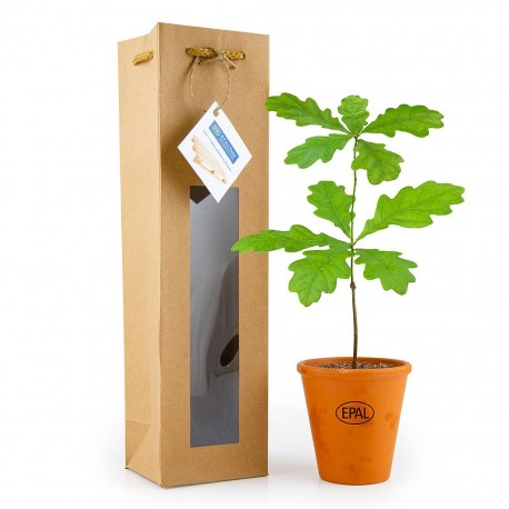 Plant de chêne en pot terre cuite avec sac prestige