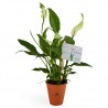 Spathiphyllum en pot