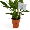 Spathiphyllum en pot