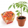 Graines de Tomate Cerise bio en pot de culture terre cuite