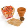 Graines de Tomate Cerise bio en pot de culture terre cuite