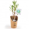 Petit plant de laurier rose en pot kraft