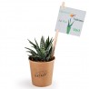 Haworthia en gobelet carton