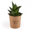 Haworthia en gobelet carton