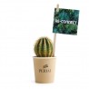 Cactus en gobelet carton