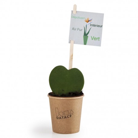 Hoya en pot gobelet carton