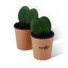 Hoya en pot gobelet carton