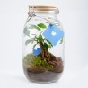 Terrarium bocal couvercle bois 3l Ficus Ginseng